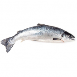 Whole Salmon