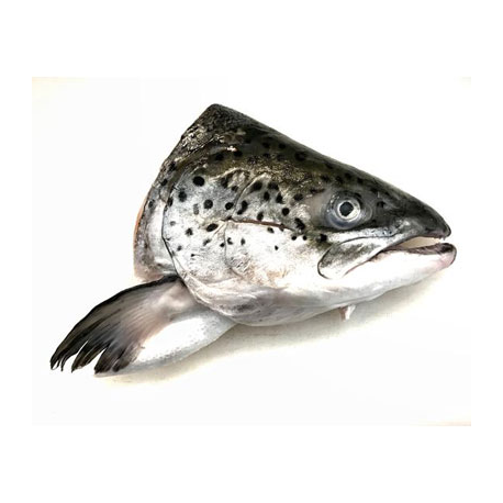 Salmon Fish Head